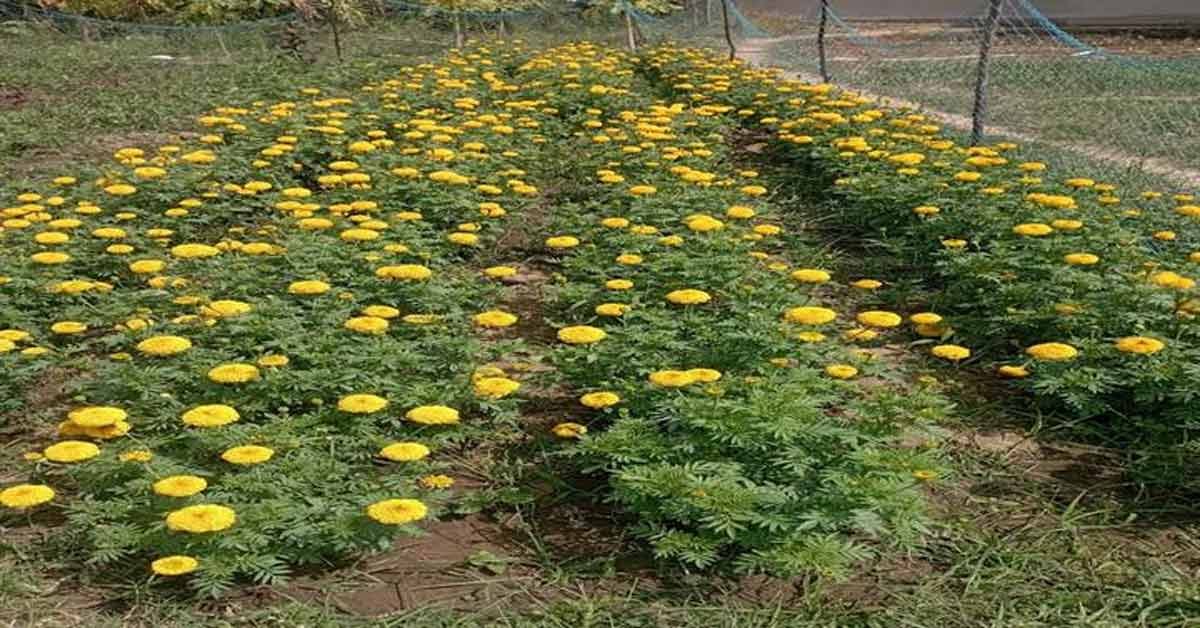 गन्ना-गेहूं छोड़ फूलों से महकी किसानों की किस्मत, 1 एकड़ से कमा रहे ₹9 लाख तक का मुनाफा